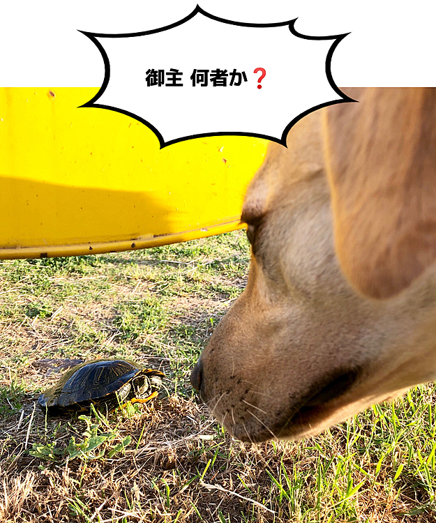 お初にお目に掛かります🙇‍♂️

目を見開いて、ガン見するライト🐶‼️
