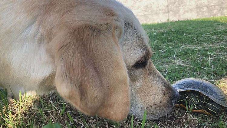 カレンはカメさんに興味津々🐶💕
超至近距離でクンクンしまくり😅

カメさん、カレンがビックリさせてごめんなさいね🙏