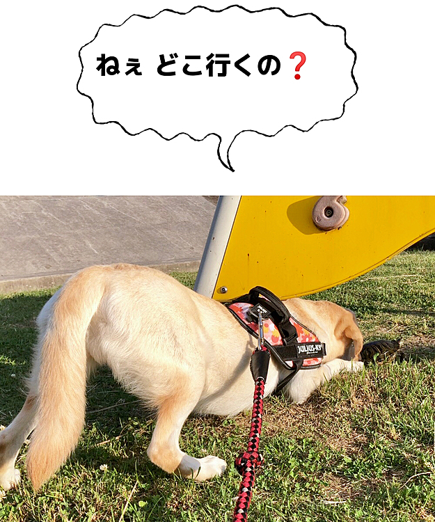 歩き出したカメさんを、こんな格好で見つめるカレン😂
夢中だね❣️

えっ❓アリスは…⁉️
全くもって、カメさんに興味ナシでした😁💦