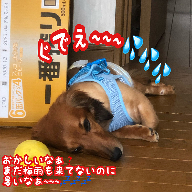 でも涼しい風が吹いてるからお昼寝するにはいい陽気だよね～(っ*’ω`с)ﾈﾑｲ…
まだお昼前だけどꉂ л̵ʱªʱªʱª (ᕑᗢूᓫ∗)˒˒