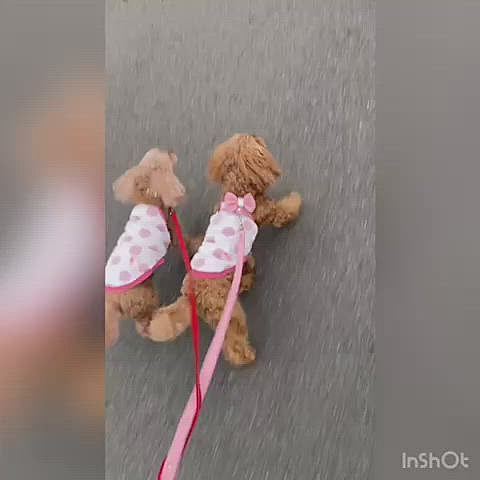 ピーチとココアは元気です❣️
ココア前進あるのみ😆