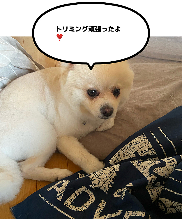 こんにちは😃
れもんさんトリミング行ってきました❣️
体調はまだいまいちですが、、
精神的にしんどいので体は元気ですが、、
思うように出来ないことが多くて凹んでます。
次の木曜日が心療内科の日なので先生に相談してきます。