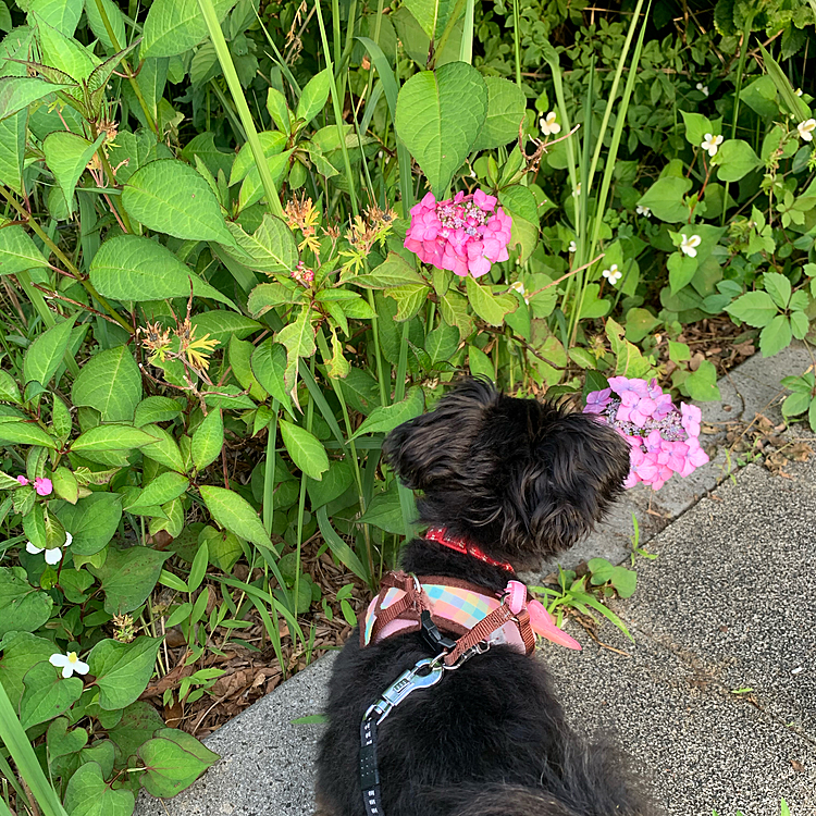 紫陽花の季節になってきた〜😅
近所は基本的に青系が多いけどココだけピンク❗️しかし紫陽花を撮ってもしっかりinしてくるドクダミ。今がめちゃくちゃ花盛り😆
今日は朝の体調イマイチから始まったけど、朝散歩も夕方散歩も犬🐶さんとご挨拶出来ました😊
まだまだフェードアウトが下手💦そして挨拶出来ないとギャン泣き😅それでもちょっとずつ成長してるかな❓