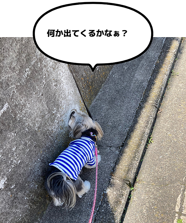 お散歩の途中で、塀の穴をクンクン。