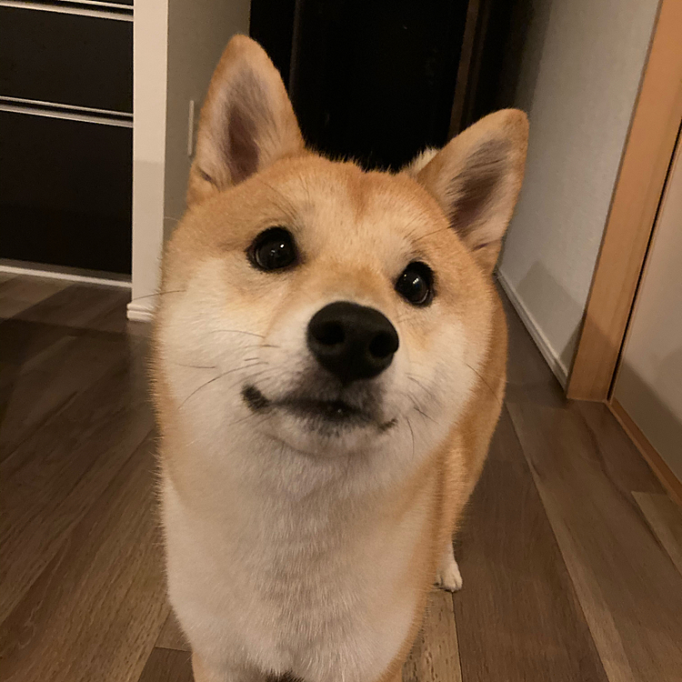久しぶりの投稿です⭐️
ハーネスの投稿後、携帯を替えて不具合が生じてこちらに全然ログインできずに困っていました💦でも何とか復活できました✨よかったです😄

ハーネス投稿でコメントいただいた方、お返事できずに申し訳ございません。
たくさんの人にコメントいただき嬉しかったで
す❤️ありがとうございました❣️