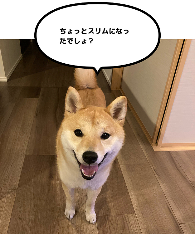 せつは変わらず元気いっぱいです✨ここ1週間で抜け毛が気持ち増えて、夏毛に生え変わってきています。
でも全然抜け方の派手さはなく…前に張り切って買ったファーミネーターの出番は全くなさそうです💧笑
スリッカーとコームで事足りてます😅
触り心地はもふもふからサラサラに❤️
まだしばらく抜けそうですが…夏毛になってきてひと安心です