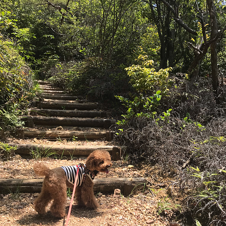 30分〜40分で初心者でもOKとの事でしたが結構な山道😅
ハッピーは全然平気で登るので、引っ張って貰いましたかおあ