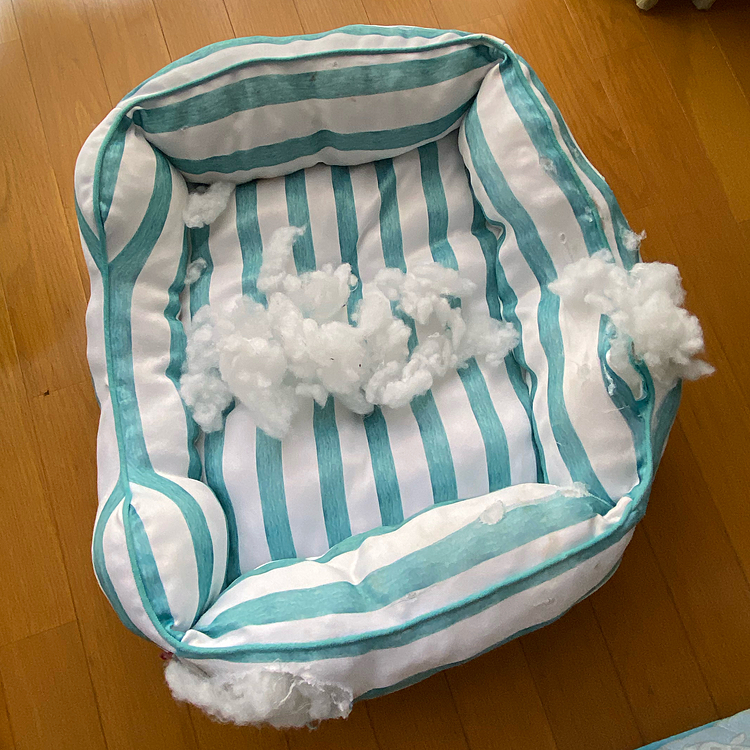 昨晩は少しだけ夜泣きしたけど、静かになったから安心してたのに…
朝起きて見てみたら新しいベッドがこんなになってました😱