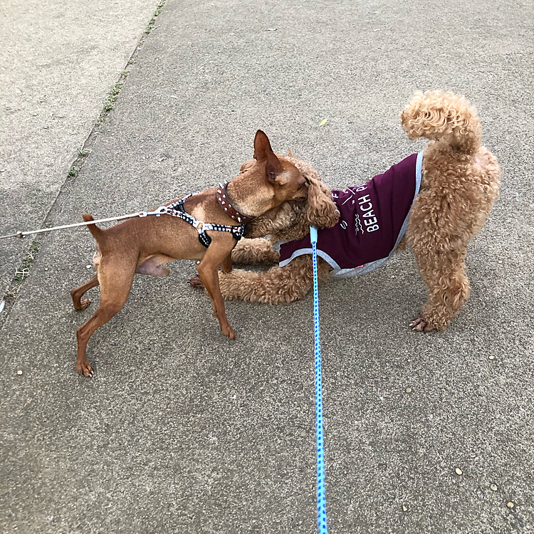 元気なミニピンちゃんとワンプロ状態になったのですが、シャッターチャンス逃した😢