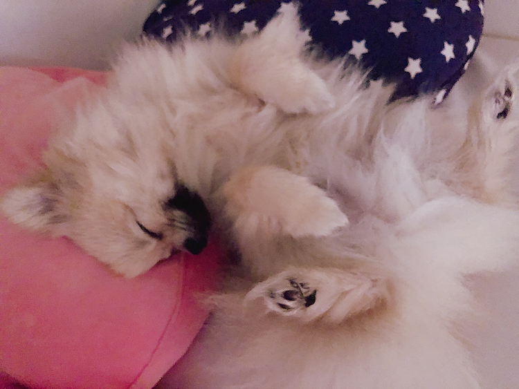 気持ち良さそに寝てるわい❤️