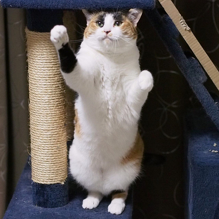 ニコニコパンチ