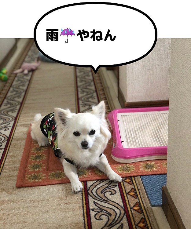 おはようございます😄
今朝は雨でお散歩へ行けません☔️
小雪はまだ少し眠そう🐶
午後から雨は止んでくるみたいやから
お散歩はもうちょっと待ってようね😊