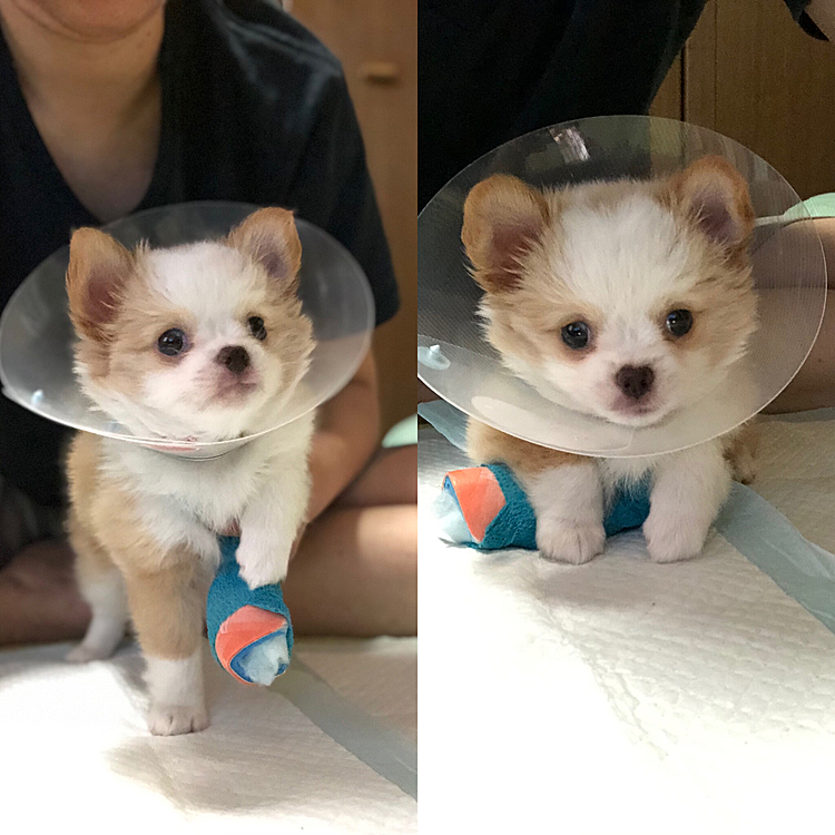今朝の小春です🐶
みなさん、お気付きでしょうか❓
前足が3本あります🤣
ネッカーが汚れてたので、外して洗ってきた隙に噛んで引っこ抜いたみたいです😭
また病院へ行ってきます😅
