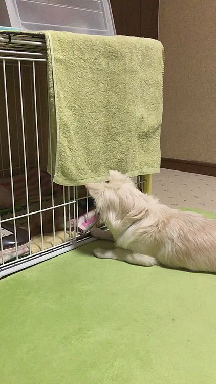 昨夜、小春は寝てるのに
小雪が起こしに来ました🐶
赤ちゃんやから寝かせてあげて〜😂
