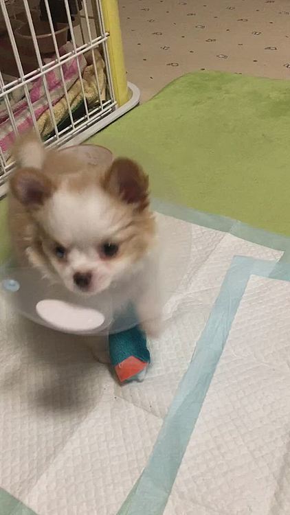 小雪が小春におはよう🎵言いに来ました🐶
でも、小春のしっぽでペンペンされちゃったね🤣
小春はジッとしてられなくてお転婆さん炸裂です😅