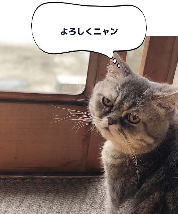 目つきは悪いんだけど、中身は天然なウチのぶちゃ猫のソラくん🥰
これからこの子のいろんな写真を上げていこう！！