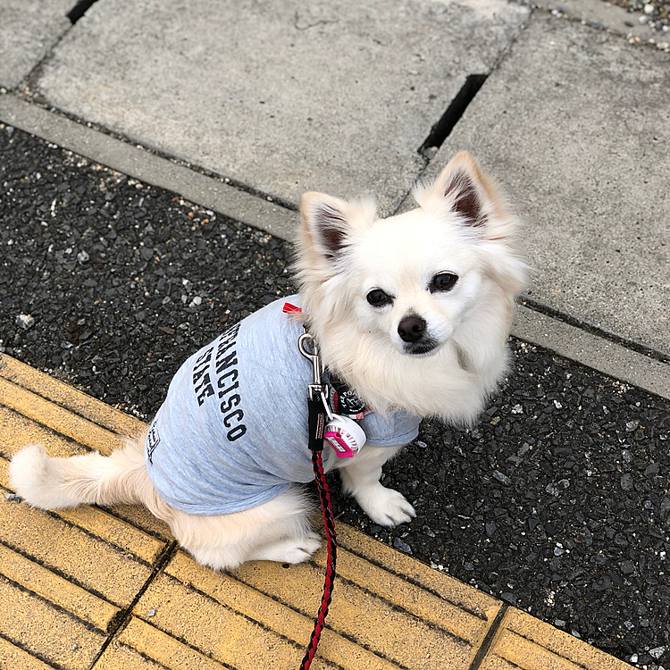 おはようございます☁️
小雪は朝ん歩に行ってきました🎵🐶
今日、小雪地方は30℃予報なのよ〜💦