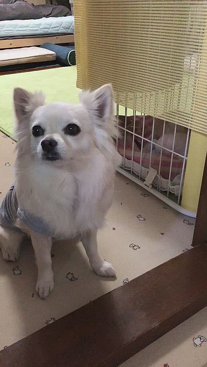 小春怪獣が大暴れ🤣
小雪は心配してるのか、小春のオモチャが欲しいのか❓😂