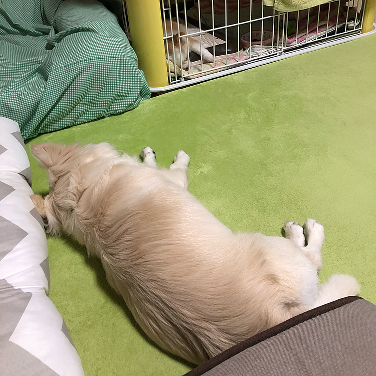 小雪も、小春も疲れて眠いね💤😊