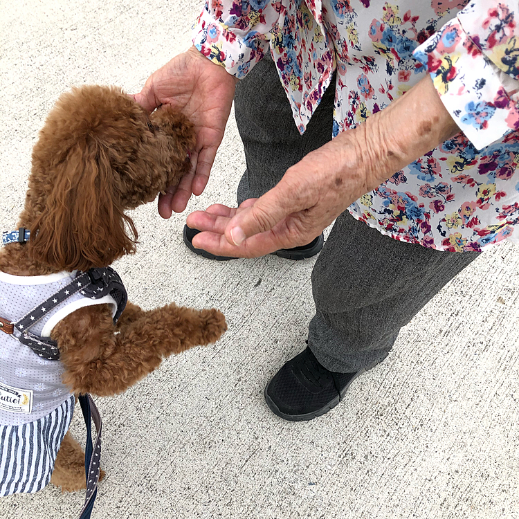 久しぶりに撫で撫でもらえました。👏👏
久しぶりの再会に桃も桃ばあば👵も
嬉しかったなぁー。❤️
これからもコロナに気をつけながらお散歩して下さいね。💕