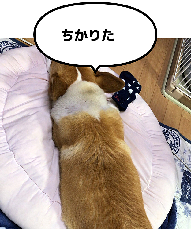 私の靴下ブンブンさせて疲れたみたい🤣
クールダウン🤣