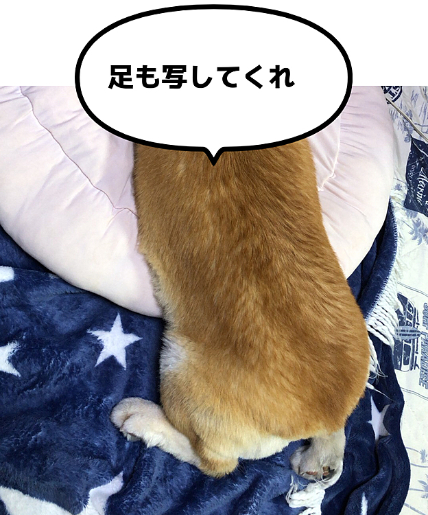 2枚目と3枚目は同じ写真です🤣
ボクのおかーさんは、この後隣んちに、ゴミ置き場の掃除当番の札を届けに行ったまま。。1時間半帰ってこなかったんだよ。。🌀
おかーさん。。すぐ話し込むからボクたん暇🤣放っておくと破壊しちゃうぞ🌀