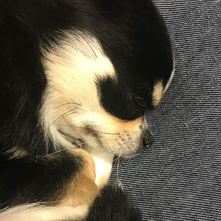 ポポちゃんおネムです✨
いつもこの時間に眠くなります！
おやすみ💤