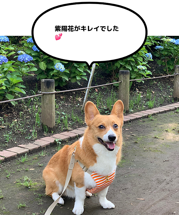 こんばんは⭐️
6月に入りいよいよムシムシの季節ですね💦
短足族にはキビシイ💦
頑張って公園まで歩いたら紫陽花がキレイでした💕