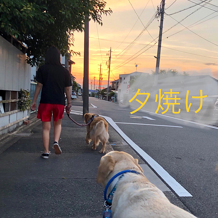 今日の名古屋は30℃越えの真夏日でした☀️
ワンコルームの温度計は最高30.7℃🥵
でもエアコン入れずに頑張っちゃいました😅

夕散歩は、涼しくなってから。
綺麗な夕焼け空を眺めながら、ちぃねえちゃんと行って来ました🐾