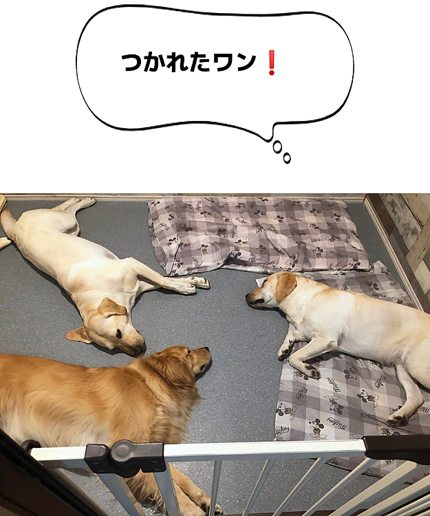 帰宅したら、バタンキューのお三方でした😄
🐶🐶🐶💤