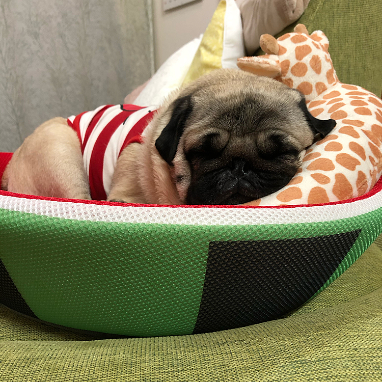 スイカ🍉のベッド&キリンさん🦒のマクラ新調しました🐶