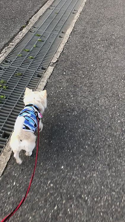 小雪は朝ん歩に行ってきたよ〜🎵🐶
もちろん元気💩モリモリ〜🤣
夜中ふと目が覚めたら…
枕の横でダイナミックなヘソ天で寝てたね〜😂
