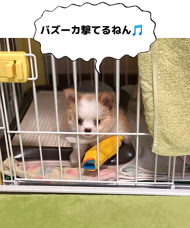 昨日の夜、急遽また病院へ🚗
固定具してないし、痛み止めが効いてて
痛みを感じないから前足を地面に着くようになったので💦
骨が変にズレちゃうから固定具を付ける事になりました😅
小春、バズーカ砲つけても元気モリモリ😂