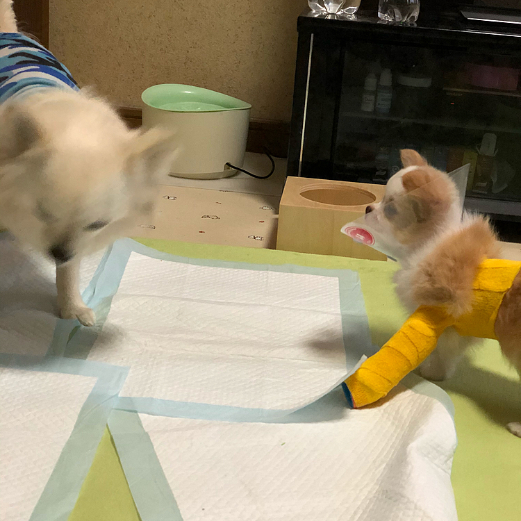 ブレブレやけど〜🤣
小雪と小春の距離は少し近づいてきた✨
でも、小雪が逃げ腰やね💦
小春にバズーカ撃たれるから😂