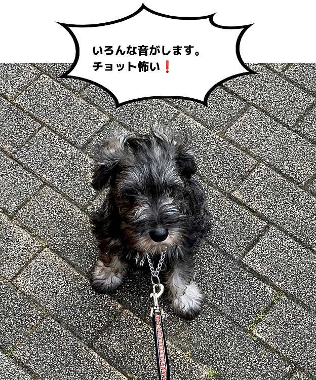 まだ緊張してなかなか歩いてくれません！