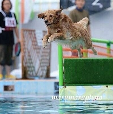 先月5月20日、2時過ぎ(日付としては21日)に息を引き取りました

10歳7ヵ月でした

お別れして半月が経とうとしてますが、こんな終わり方なのか...
もっと早くに気づいていれば...
他に方法があったのではないか...

思い返せば不調のサインは出ていたので、なぜ大事にしなかったのかと後悔ばかり

出来の悪い飼い主で、情けない、申し訳ないと思っています