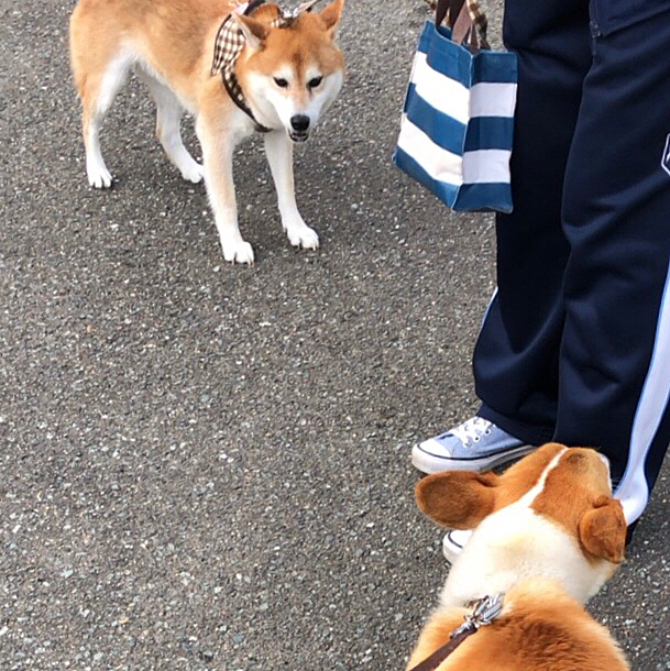 近所の柴犬の、まさむねくん😃
昨日は草を仲良くクンクンしてたのに、今回は拒否られました🤣
どんまいっ😃
