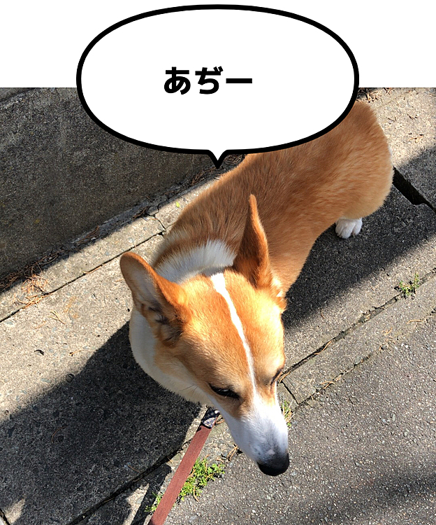 今朝は暑かった🌀
誰とも会わずに終わりました😃
夕方の方が色んなお友達と会うよね😃