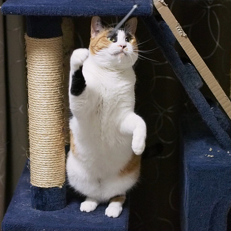 ニコニコパンチ