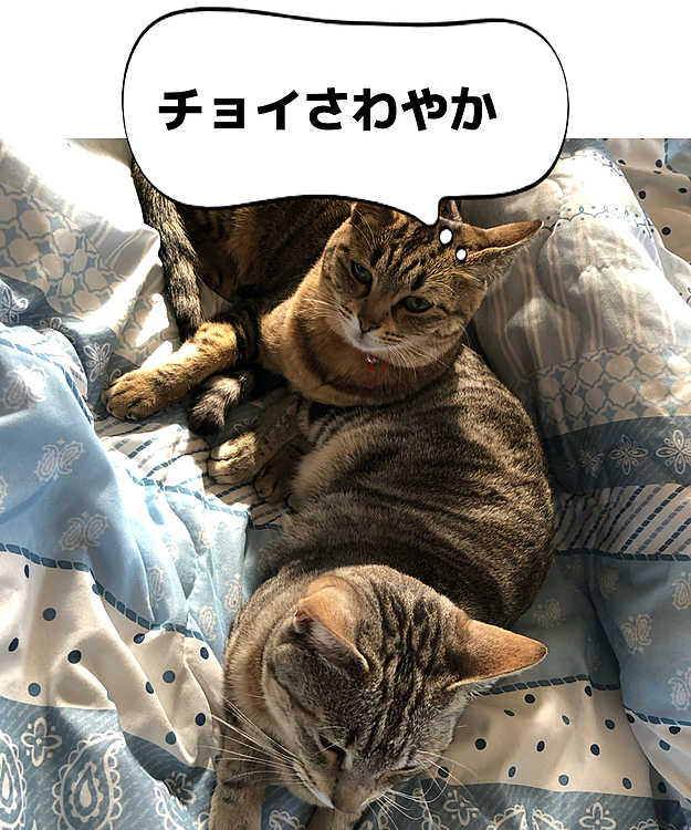 ちょっと薄いお布団に変えたらこれだ