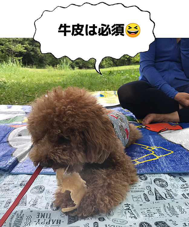 今日はマンションの友人と密を避け、いつもの里山にコンビニのサンドイッチとスイーツを持参してブランチを楽しみました🥪

30度超えの真夏日予報だったので里山までは自転車のカゴに入って貰いましたが、やはり森の中は涼しくて全く問題無かったです😉

友人も散歩にはよく来るみたいですが、こんな風にレジャーマット敷いてゆっくりした事は無かったみたいでとても気持ちいいと喜んでくれました🍀