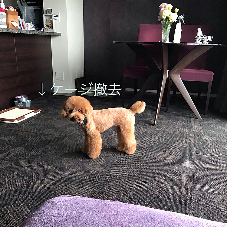 午後からはトリミング頑張りました✂️
留守番場所を南側のリビングから北側の寝室に移動させる夏仕様にするべく、ケージを洗って移動させたりフロアマットを敷き直したりと汗だくになりました💦💦💦