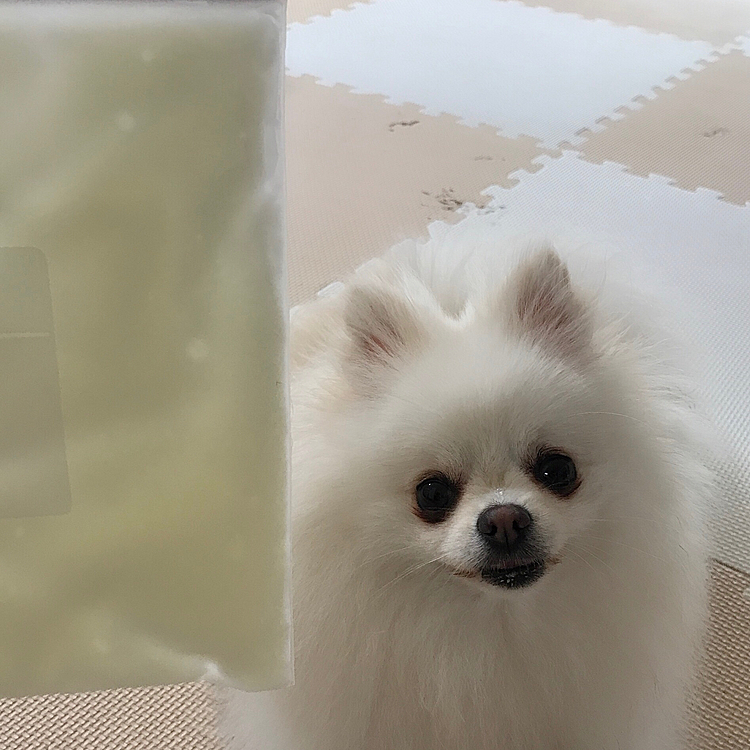 ももの大好きなヨーグルトアイス🍨♡
これからのお散歩あとに食べようね♪
