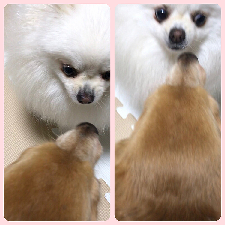 実家の🐶ゆうちゃんが遊びに来たよ♡
ももは🐈猫のここと生活してるから
🐶ちゃんはちょっぴり苦手みたい🤭

そんなにおめめ大きくしてビックリしなくても😆