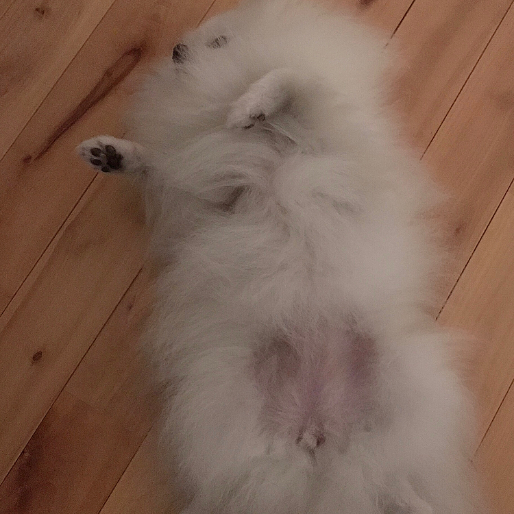 すっかり疲れて寝ちゃったね💤
おやすみなさい✩.*˚