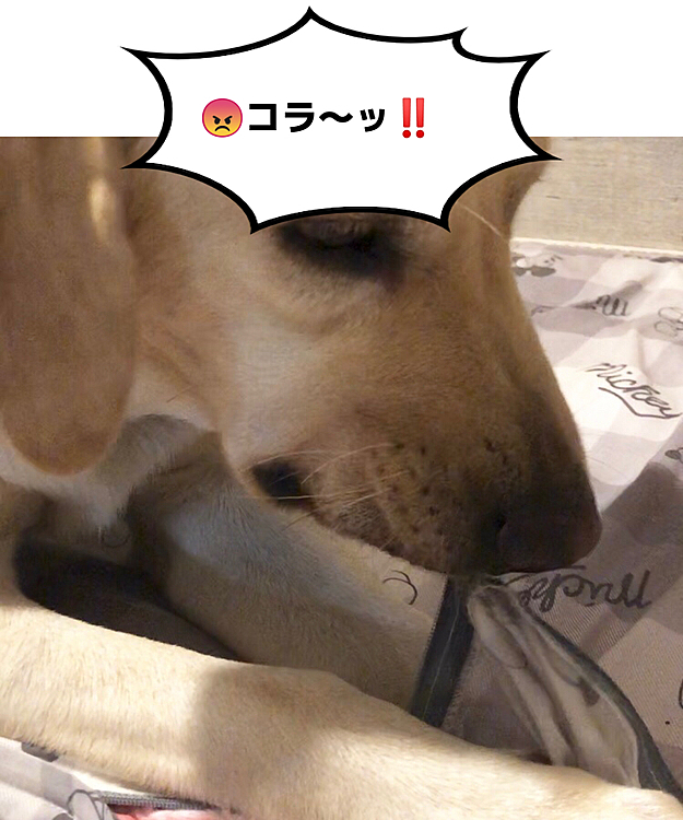 【災難⁉️ 2連発💨💨】
ブチッ。ブチッ…。
何だかイヤな音がするんですけど⁉️
