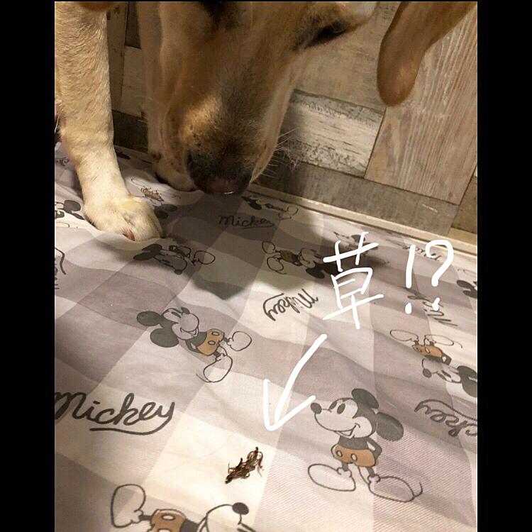 飛び出て来たのは、縮れた枯れ草でした💦
虫じゃなくて良かった〜😅笑

お散歩で、アリスが飾り毛にくっ付けて帰って来たのかな❓😁