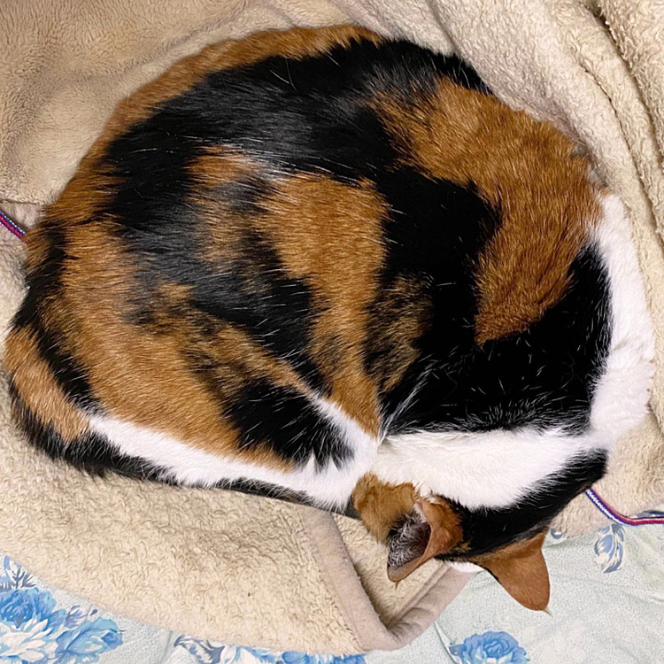 おにぎりポーズ