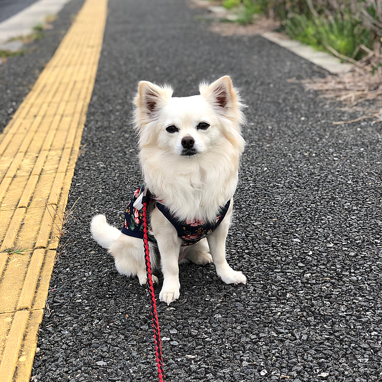 おはようございます😄
小雪は今朝も元気いっぱい朝ん歩してきたよ🐾👣
