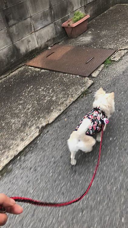 早朝だと暑くないから歩きやすいね🐾👣